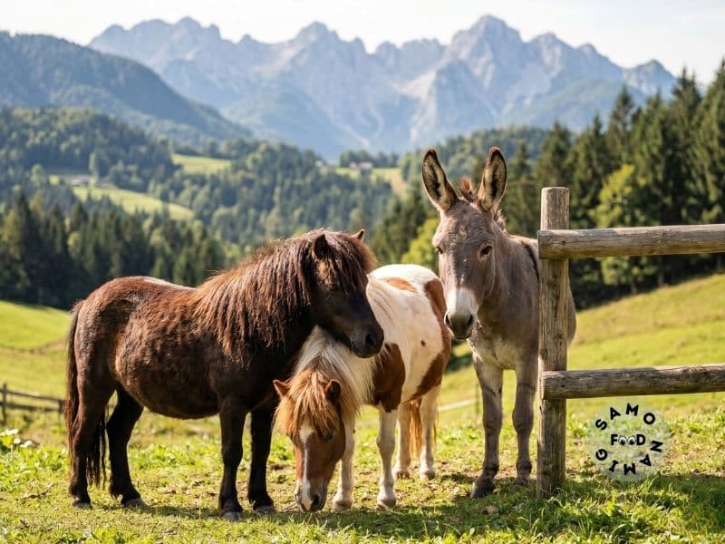 Turizem na kmetiji Rotovnik-Plesnik